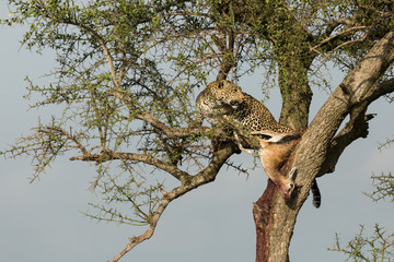 a leopard in a tree with her kill in the Maasai Mara, Kenya