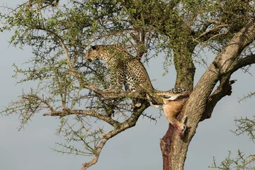 Foto op Plexiglas a leopard in a tree with her kill in the Maasai Mara, Kenya © lindacaldwell