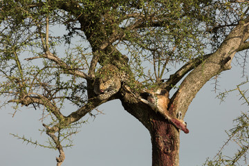 Fototapeta na wymiar a leopard in a tree with her kill in the Maasai Mara, Kenya
