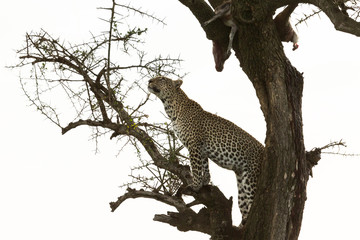 a leopard in a tree with her kill in the Maasai Mara, Kenya