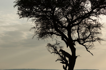 silhouette of a leopard in a tree in the Maasai Mara, Kenya