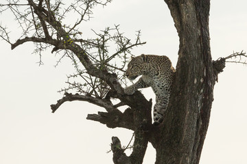Fototapeta na wymiar a leopard in a tree with her kill in the Maasai Mara, Kenya
