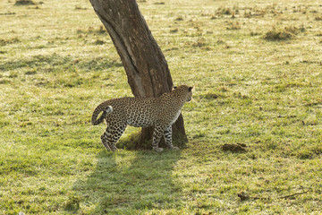 a leopard at the base of a tree on the grasslands of the Maasai Mara, Kenya