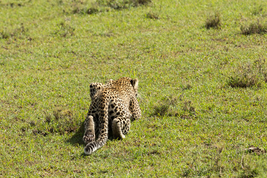 a leopard slinks across the grasslands of the Maasai Mara, Kenya