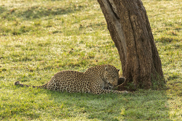 a leopard at the base of a tree on the grasslands of the Maasai Mara, Kenya