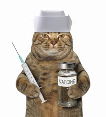 The cat doctor in a medical cap is holding a syringe and a vaccine. White background.