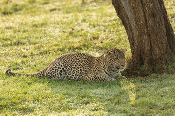 a leopard at the base of a tree on the grasslands of the Maasai Mara, Kenya