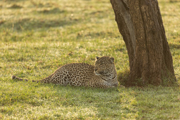 a leopard at the base of a tree on the grasslands of the Maasai Mara, Kenya