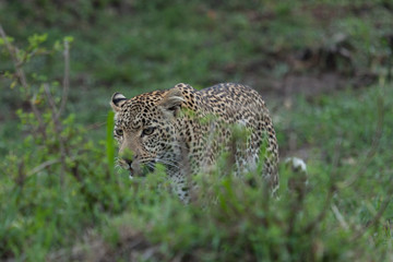 a leopard walks through the grasslands of the Maasai Mara, Kenya