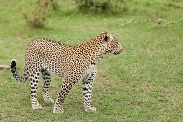 a leopard walks through the grasslands of the Maasai Mara, Kenya