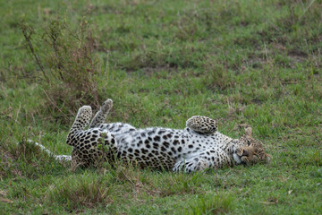 a leopard rolls on its back on the grasslands of the Maasai Mara, Kenya