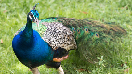 Fototapeta premium Peacock from French Guyana.