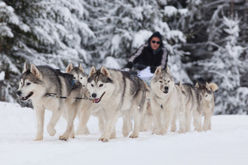 TIHUTA PASS, ROMANIA - JANUARY 20, 2018: Unidentified competitor racing during the International Sleddog Race II. edition on January 20, 2018 in Tihuta, Romania.