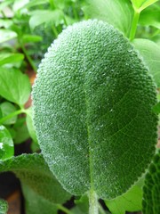 Salbei