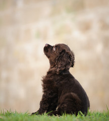 American Cocker Spaniel dog outdoor portrait sitting on grass looking up