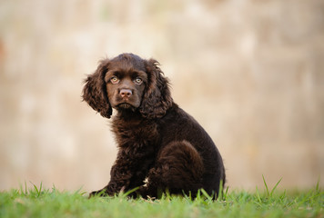 American Cocker Spaniel puppy dog outdoor portrait sitting in grass