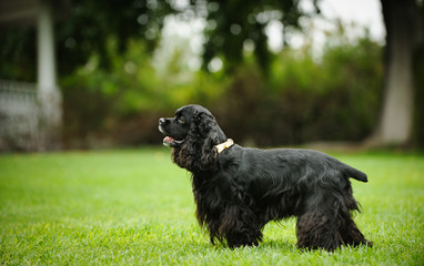 Black American Cocker Spaniel dog outdoor portrait standing in park