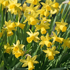 Narzissen, Narcissus