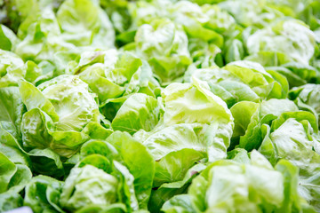 Close up of hydroponic butterhead lettuce growing in greenhouse