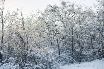 Fototapeta na wymiar Iced Trees