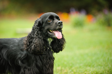 Black American Cocker Spaniel dog outdoor portrait in grass