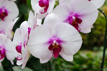 Naklejka na ściany i meble Closeup of phalaenopsis orchid in orchid greenhouse