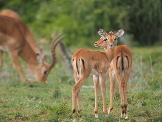 Impalas mit jungen