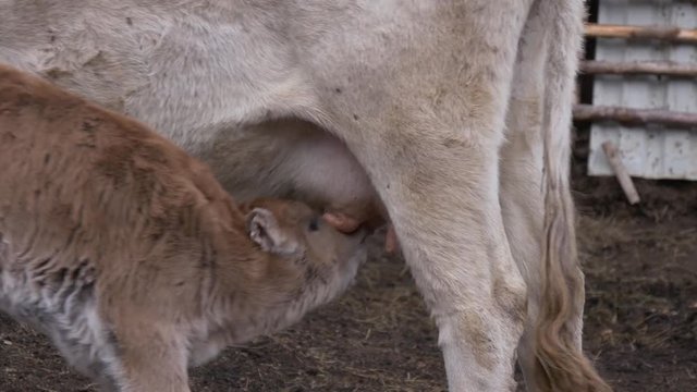 Calf sucks cow's udd
