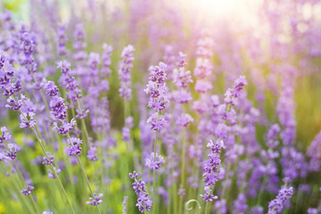 Fototapeta premium Lavender bushes closeup on sunset. Sunset gleam over purple flowers of lavender. Lavender herbals and sun light on the left. Provence region of france.