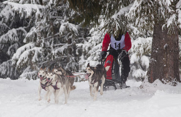 TIHUTA PASS, ROMANIA - JANUARY 20, 2018: Unidentified competitor racing during the International Sleddog Race II. edition on January 20, 2018 in Tihuta, Romania.