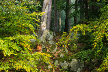 Herbst im Nationalpark Harz