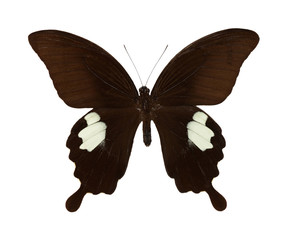 Brown beautiful butterfly