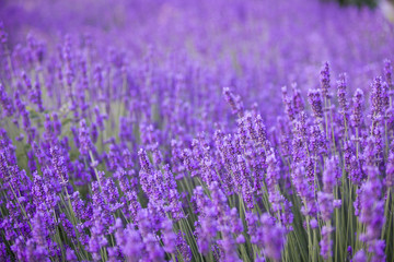 Lavender flower field, fresh purple aromatic flowers for natural background. Violet lavender field in Provence, France.