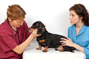 Veterinary doctor and a veterinary nurse examining dachshund dog ears