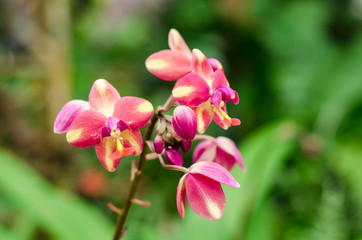 Obraz na płótnie Canvas Spathoglottis plicata Blume orchid (Ueang Din Bai Maak) in Thai language