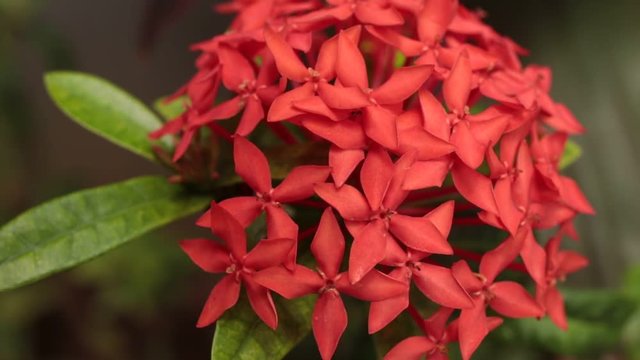 Close up of ixoria flower in the tropical garden. Bali island, Indonesia.
