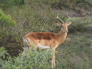 Impala im Nationalpark
