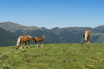 Les estives dans les Pyr&eacute;n&eacute;es au Col de Larrau. Chevaux en libert&eacute;.
