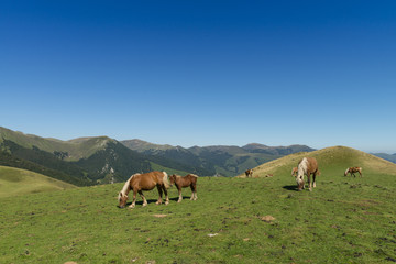 Les estives dans les Pyrénées au Col de Larrau. Chevaux en liberté.