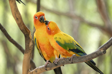 two parrots feed food on branch