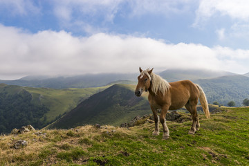 chevaux en liberté dans les estives (pâtures) dans les Pyrénées au col de Bagargui.
