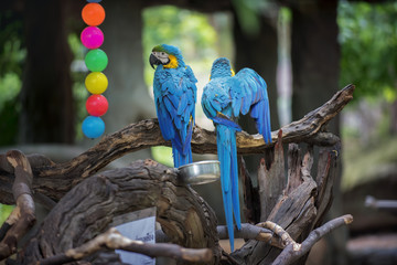 two parrots stick on branch