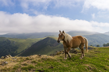 Fototapeta na wymiar chevaux en liberté dans les estives (pâtures) dans les Pyrénées au col de Bagargui.