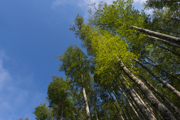 Obraz premium Hêtre commun (Fagus sylvatica) dans la forêt des Pyrénées