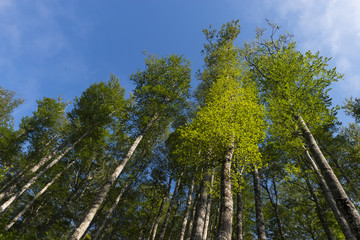 Hêtre commun (Fagus sylvatica) dans la forêt des Pyrénées