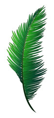 Realistic green branch of tropical coconut palm