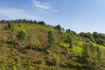 Fototapeta na wymiar Bruyère de montagne (Calluna vulgaris) dans les Pyrénées