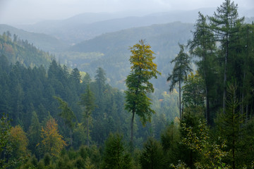 Herbst im Nationalpark Harz