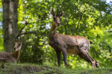 isard (ou izard), Rupicapra pyrenaica, et son jeune dans les Pyrénées.