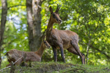 isard (ou izard), Rupicapra pyrenaica, et son jeune dans les Pyrénées.